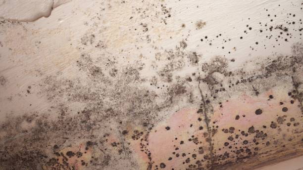 Best Black Mold Removal  in Boca Raton, FL